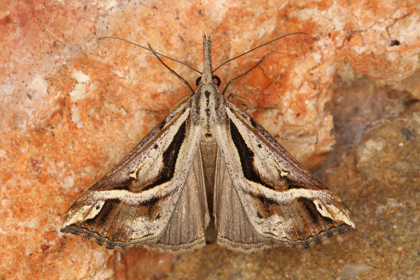 /filer/webapps/moths/media/images/S/senialis_Hypena_A_Heynsa.jpg