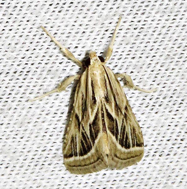 /filer/webapps/moths/media/images/S/sentiusalis_Loryma_A_Braun_3.jpg