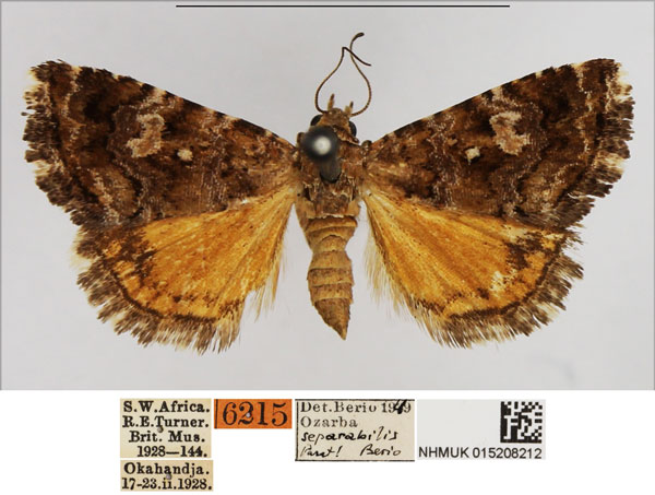 /filer/webapps/moths/media/images/S/separabilis_Ozarba_PTF_NHMUK.jpg