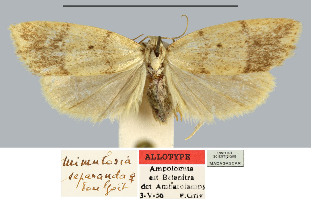 /filer/webapps/moths/media/images/S/separanda_Mimulosia_AT_MNHN.jpg