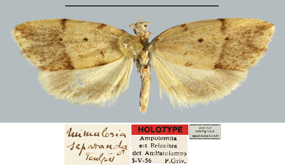 /filer/webapps/moths/media/images/S/separanda_Mimulosia_HT_MNHN.jpg