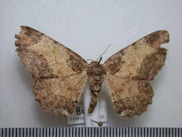 /filer/webapps/moths/media/images/S/separaria_Colocleora_A_Revell.jpg