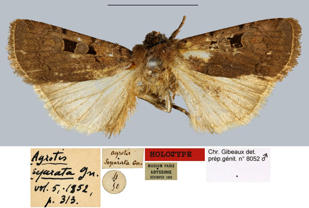 /filer/webapps/moths/media/images/S/separata_Agrotis_HT_MNHN.jpg