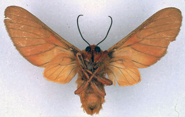 /filer/webapps/moths/media/images/S/separata_Balacra_HT_BMNH_02.jpg