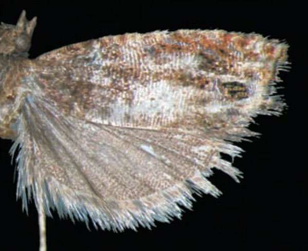/filer/webapps/moths/media/images/S/separata_Coniostola_HT_Trematerra.jpg