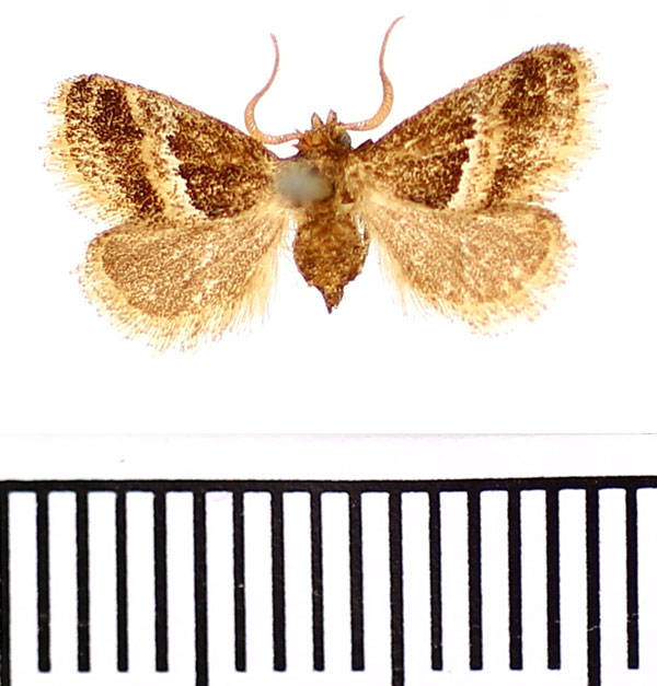 /filer/webapps/moths/media/images/S/separata_Halseyia_AM_BMNH.jpg