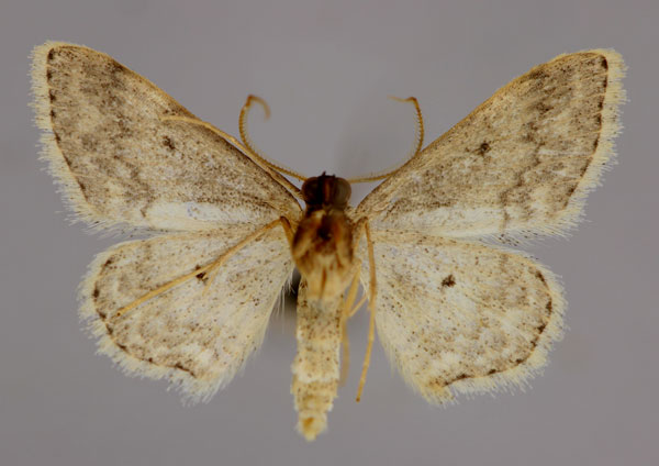 /filer/webapps/moths/media/images/S/separata_Scopula_A_ZSM_02.jpg