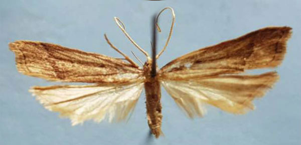 /filer/webapps/moths/media/images/S/septentriella_Torodora_HT_MNHN.jpg