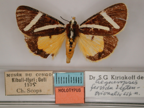 /filer/webapps/moths/media/images/S/septentrionalis_Aegocera_HT_RMCA_01.jpg