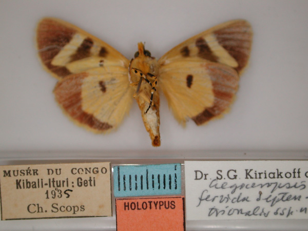 /filer/webapps/moths/media/images/S/septentrionalis_Aegocera_HT_RMCA_02.jpg