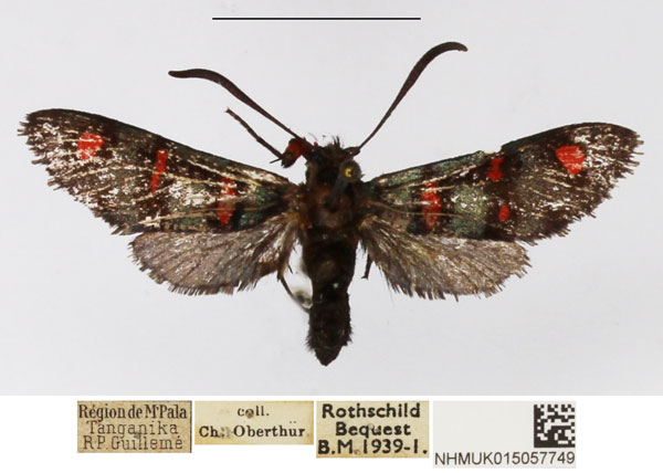 /filer/webapps/moths/media/images/S/septentrionalis_Arniocera_A_NHMUK_01.jpg