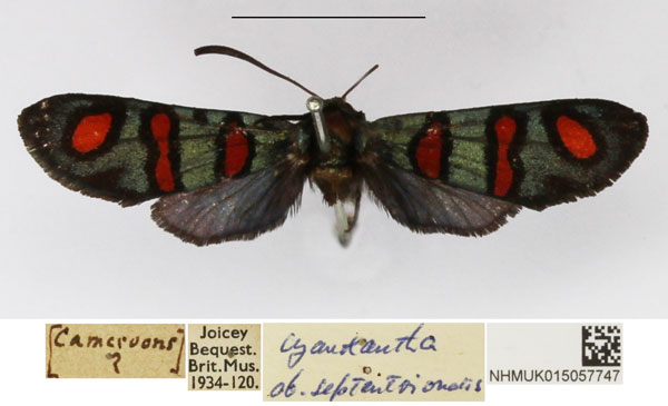 /filer/webapps/moths/media/images/S/septentrionalis_Arniocera_A_NHMUK_02.jpg