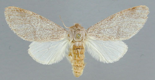/filer/webapps/moths/media/images/S/septentrionalis_Epicerura_AT_RMCA.jpg