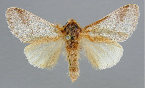 /filer/webapps/moths/media/images/S/septentrionalis_Epicerura_HT_RMCA.jpg