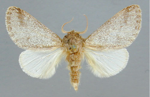 /filer/webapps/moths/media/images/S/septentrionalis_Epicerura_PT_RMCA.jpg