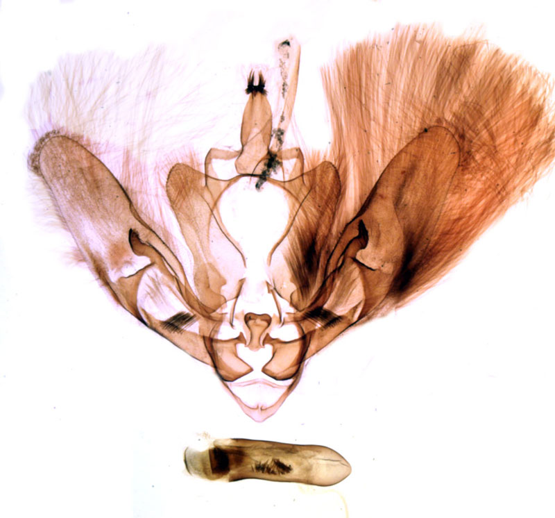 /filer/webapps/moths/media/images/S/septentrionalis_Eutamsia_GMHT_MNHN_BL1322.jpg