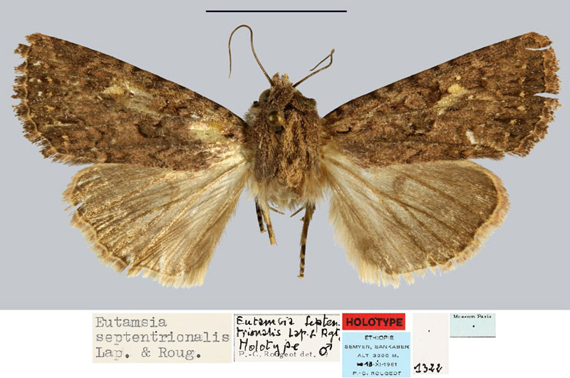 /filer/webapps/moths/media/images/S/septentrionalis_Eutamsia_HT_MNHN.jpg
