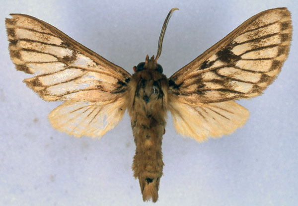 /filer/webapps/moths/media/images/S/septentrionalis_Hippurarctia_HT_BMNH_01.jpg