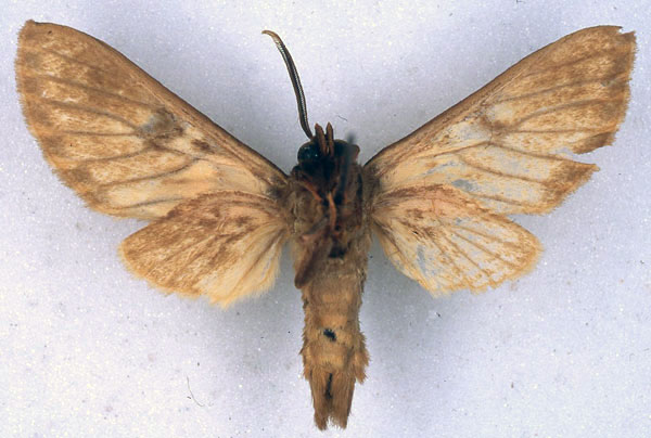 /filer/webapps/moths/media/images/S/septentrionalis_Hippurarctia_HT_BMNH_02.jpg