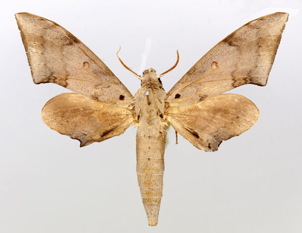 /filer/webapps/moths/media/images/S/septentrionalis_Neopolyptychus_AM_Basquin_01.jpg
