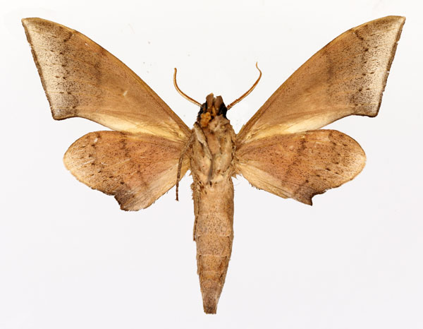 /filer/webapps/moths/media/images/S/septentrionalis_Neopolyptychus_AM_Basquin_02.jpg