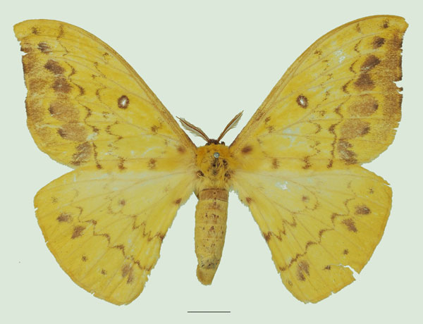 /filer/webapps/moths/media/images/S/septentrionalis_Tagoropsis_AF_Basquina.jpg