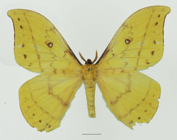 /filer/webapps/moths/media/images/S/septentrionalis_Tagoropsis_AM_Basquina.jpg