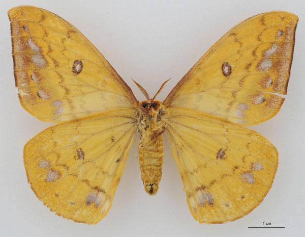 /filer/webapps/moths/media/images/S/septentrionalis_Tagoropsis_AT_RBINS_02.jpg