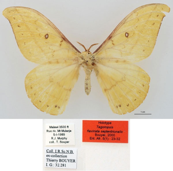 /filer/webapps/moths/media/images/S/septentrionalis_Tagoropsis_HT_RBINS_01.jpg