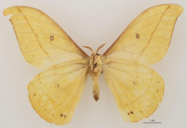 /filer/webapps/moths/media/images/S/septentrionalis_Tagoropsis_HT_RBINS_02.jpg