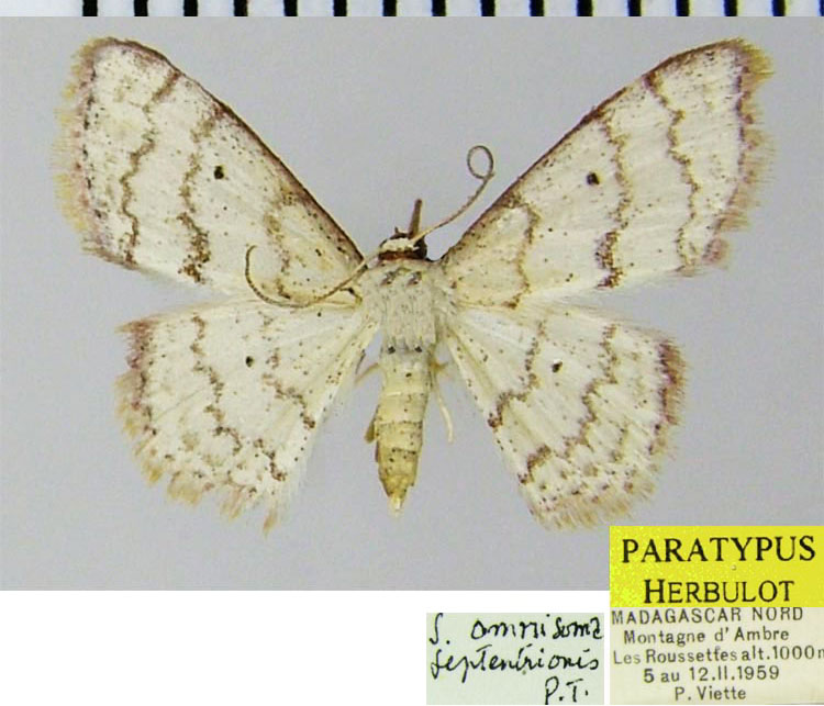 /filer/webapps/moths/media/images/S/septentrionis_Scopula_PTF_ZSM.jpg