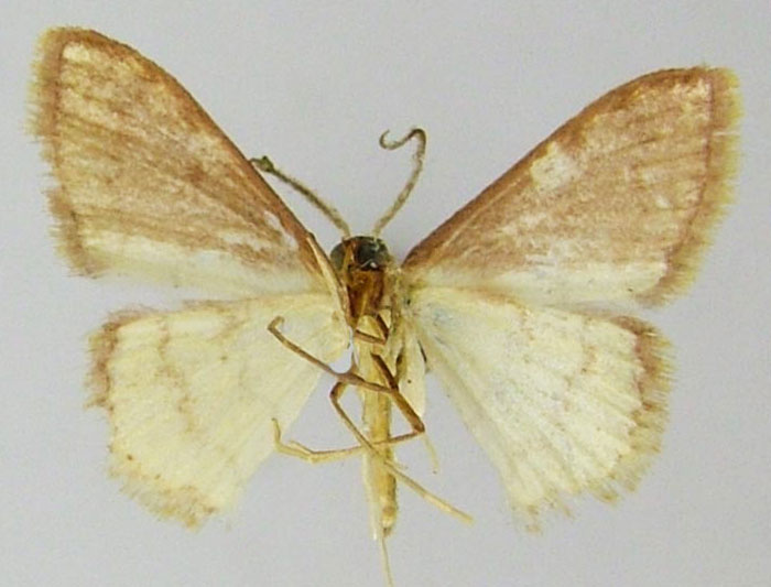/filer/webapps/moths/media/images/S/septentrionis_Scopula_PTM_ZSMb.jpg