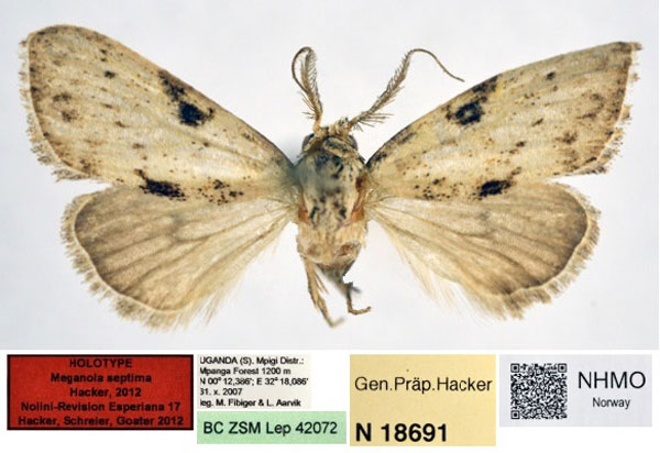 /filer/webapps/moths/media/images/S/septima_Meganola_HT_NHMO.jpg