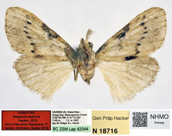 /filer/webapps/moths/media/images/S/septima_Meganola_PT_NHMO.jpg