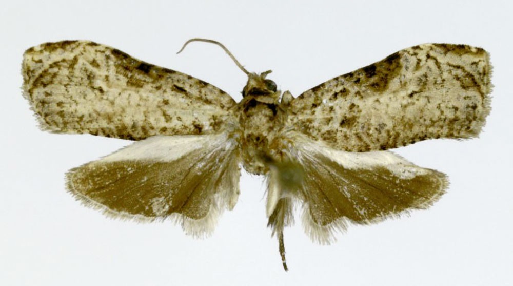 /filer/webapps/moths/media/images/S/sequestra_Eccopsis_HT_ZMJU.jpg