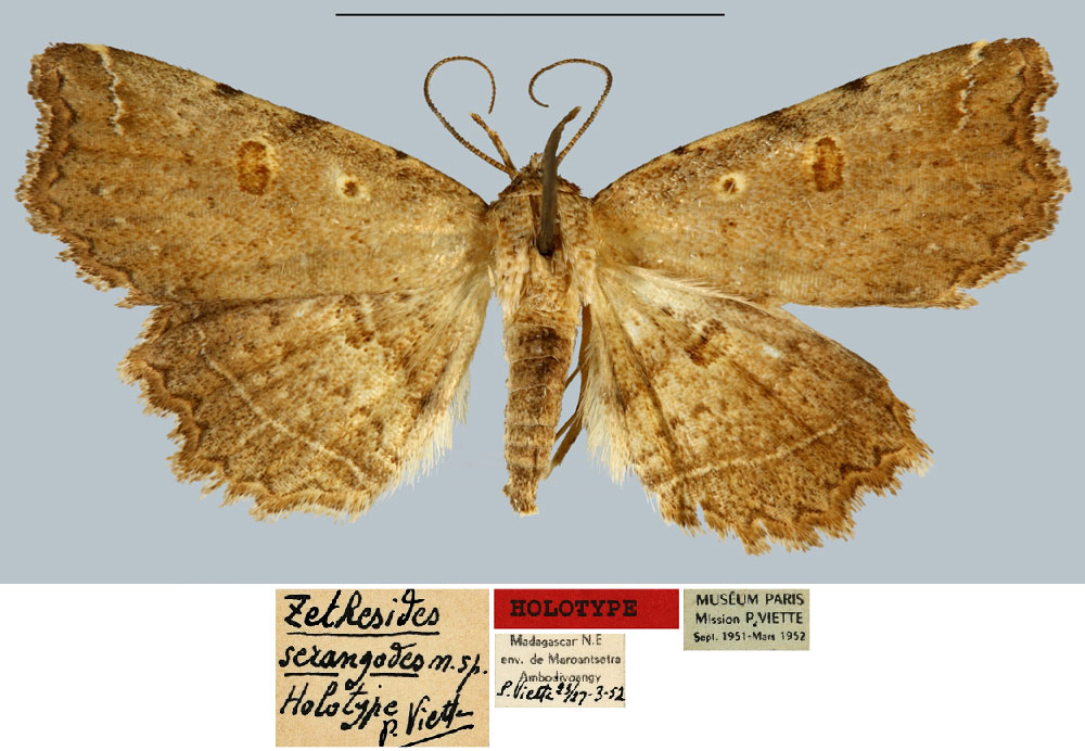 /filer/webapps/moths/media/images/S/serangodes_Zethesides_HT_MNHN.jpg