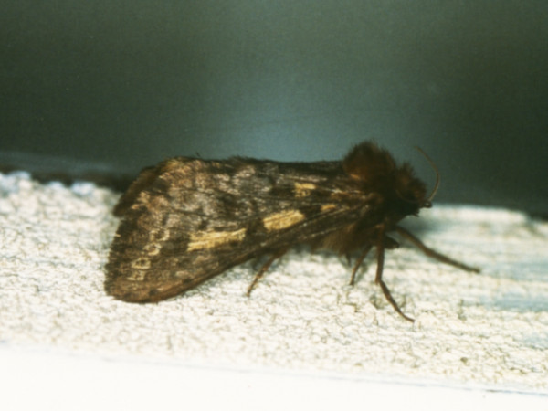 /filer/webapps/moths/media/images/S/serangota_Gorgopis_A_Roland_01.jpg