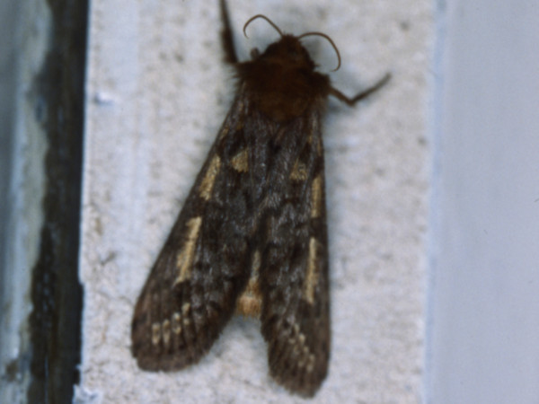 /filer/webapps/moths/media/images/S/serangota_Gorgopis_A_Roland_02.jpg