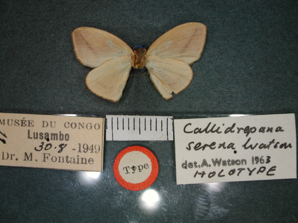 /filer/webapps/moths/media/images/S/serena_Callidrepana_HT_RMCA_02.jpg