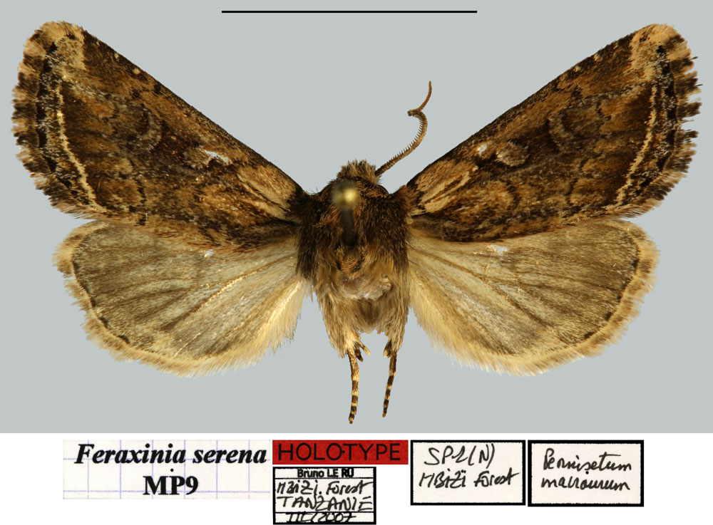 /filer/webapps/moths/media/images/S/serena_Feraxinia_HT_MNHNa.jpg