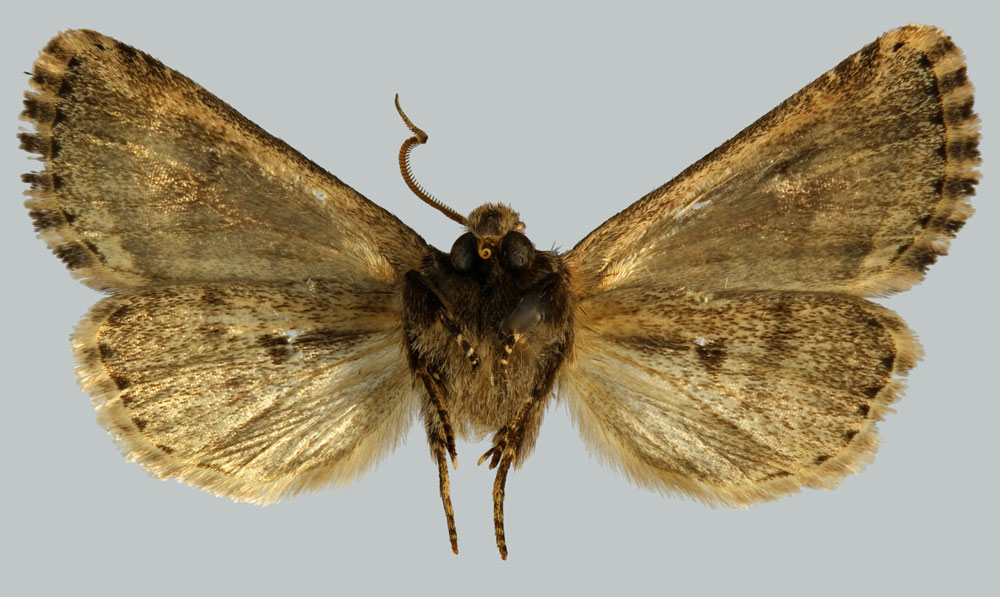 /filer/webapps/moths/media/images/S/serena_Feraxinia_HT_MNHNb.jpg