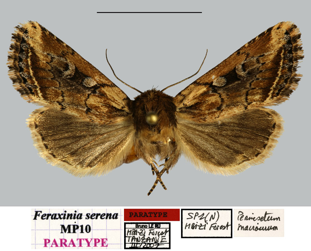 /filer/webapps/moths/media/images/S/serena_Feraxinia_PTF_MNHNa.jpg