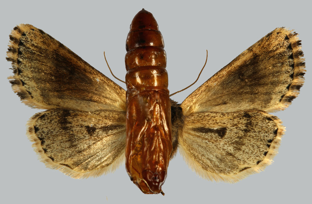/filer/webapps/moths/media/images/S/serena_Feraxinia_PTF_MNHNb.jpg