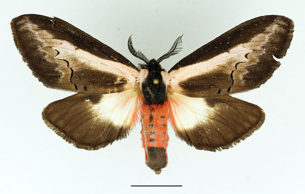 /filer/webapps/moths/media/images/S/serena_Galona_AF_Basquin.jpg
