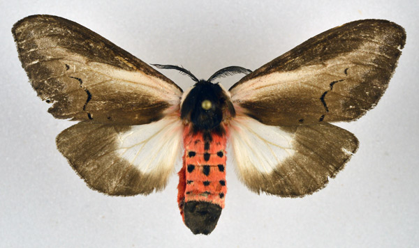 /filer/webapps/moths/media/images/S/serena_Galona_AF_NHMO.jpg