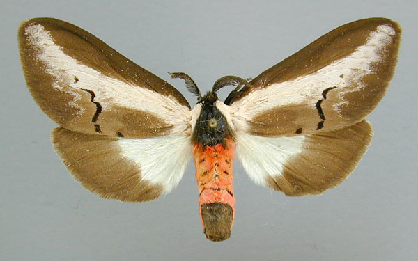 /filer/webapps/moths/media/images/S/serena_Galona_AF_RMCA.jpg