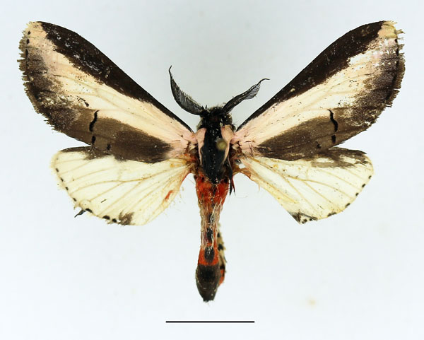 /filer/webapps/moths/media/images/S/serena_Galona_AM_Basquin_01.jpg