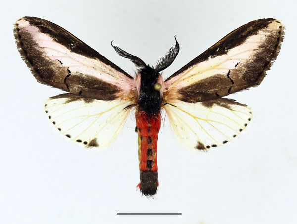 /filer/webapps/moths/media/images/S/serena_Galona_AM_Basquin_02.jpg