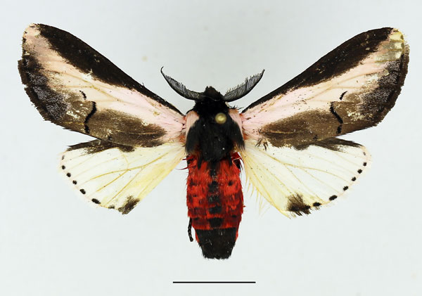 /filer/webapps/moths/media/images/S/serena_Galona_AM_Basquin_03.jpg