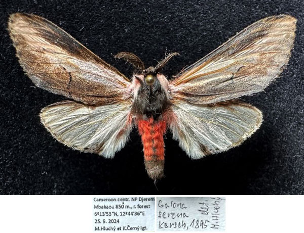 /filer/webapps/moths/media/images/S/serena_Galona_AM_Hluchy.jpg